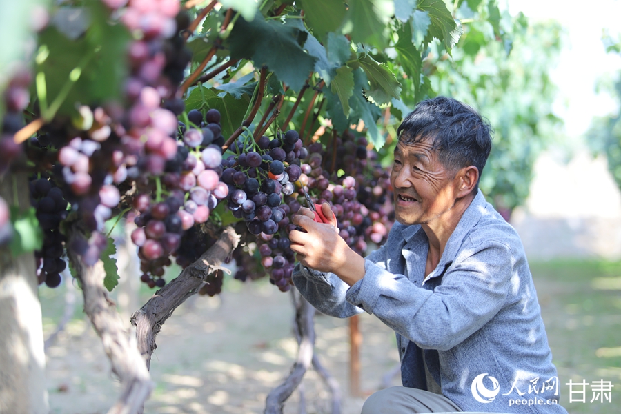 青石灣的葡萄熟啦，甜！