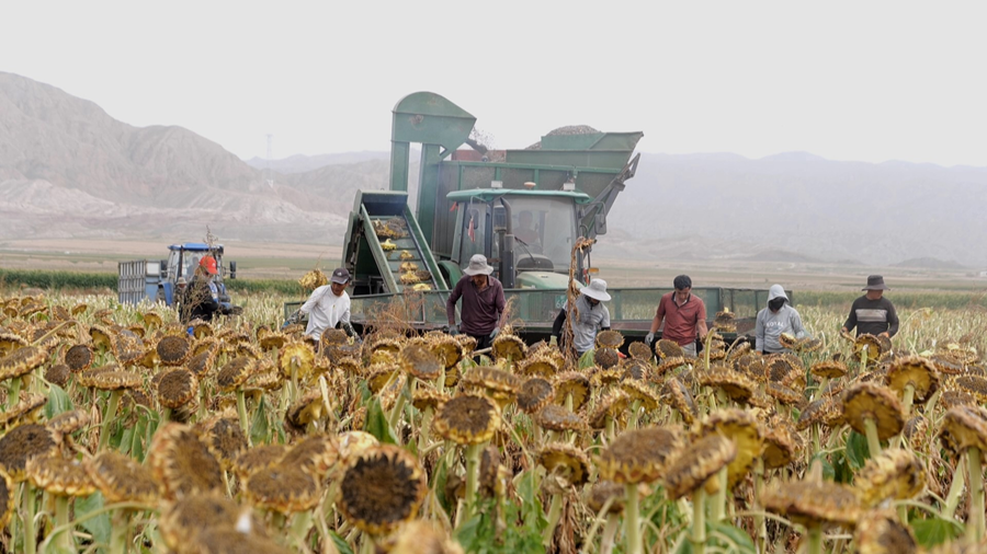紅山窯鎮王信堡村種植的3000畝食葵迎來豐收季。永昌縣融媒體中心供圖