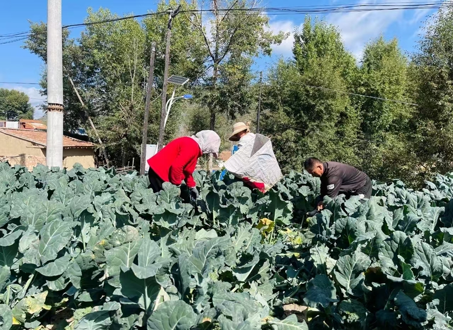 農戶采收高原夏菜。榆中縣委宣傳部供圖