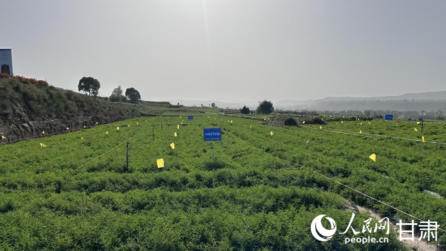 首陽鎮黃芪種植基地。人民網記者 王紹紹攝