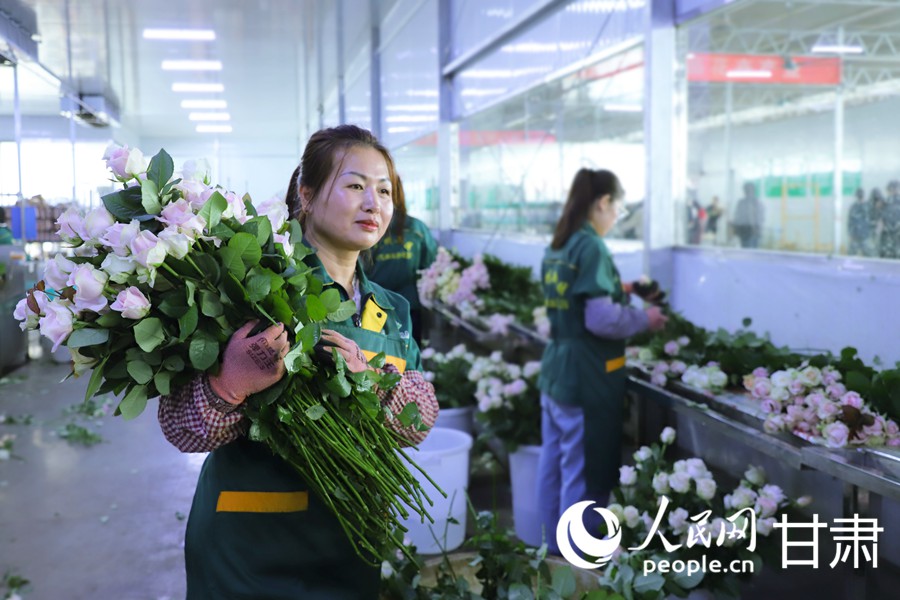 雙節臨近 蘭州新區鮮切玫瑰走俏全國【2】