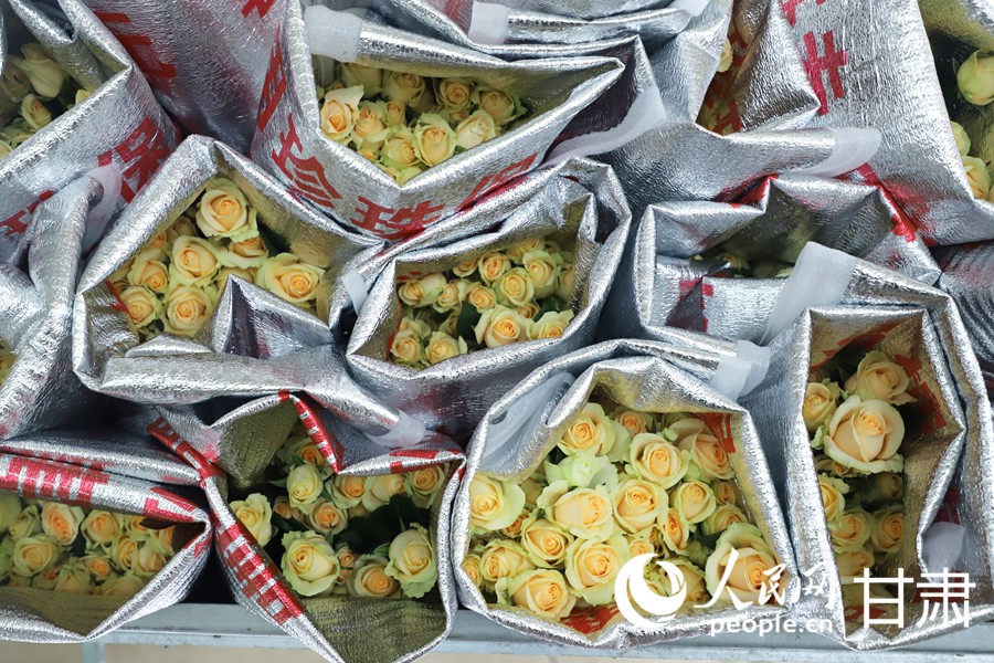 雙節臨近 蘭州新區鮮切玫瑰走俏全國【3】