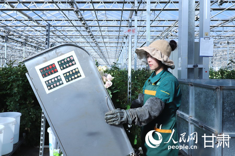 雙節臨近 蘭州新區鮮切玫瑰走俏全國【7】