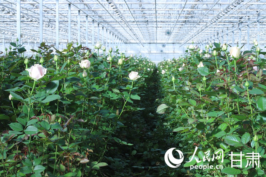 雙節臨近 蘭州新區鮮切玫瑰走俏全國【8】