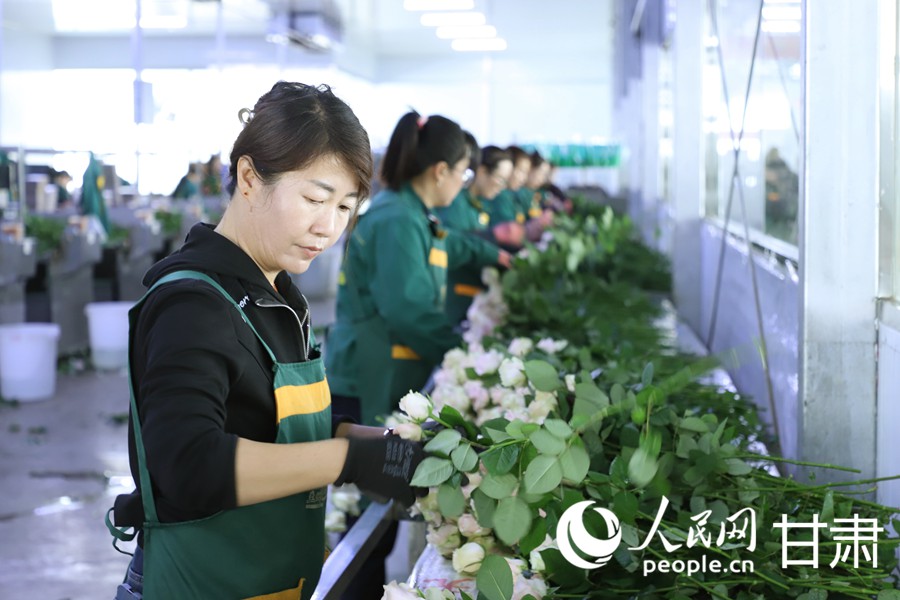 雙節臨近 蘭州新區鮮切玫瑰走俏全國【10】