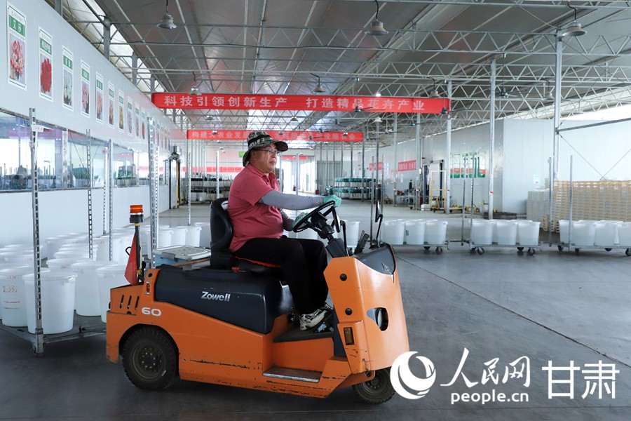 雙節臨近 蘭州新區鮮切玫瑰走俏全國【11】