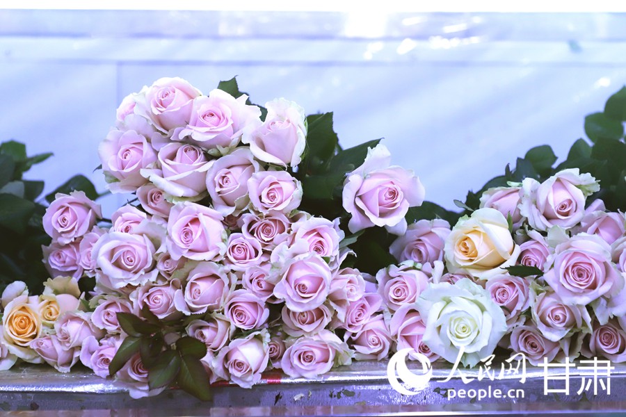 雙節臨近 蘭州新區鮮切玫瑰走俏全國【12】