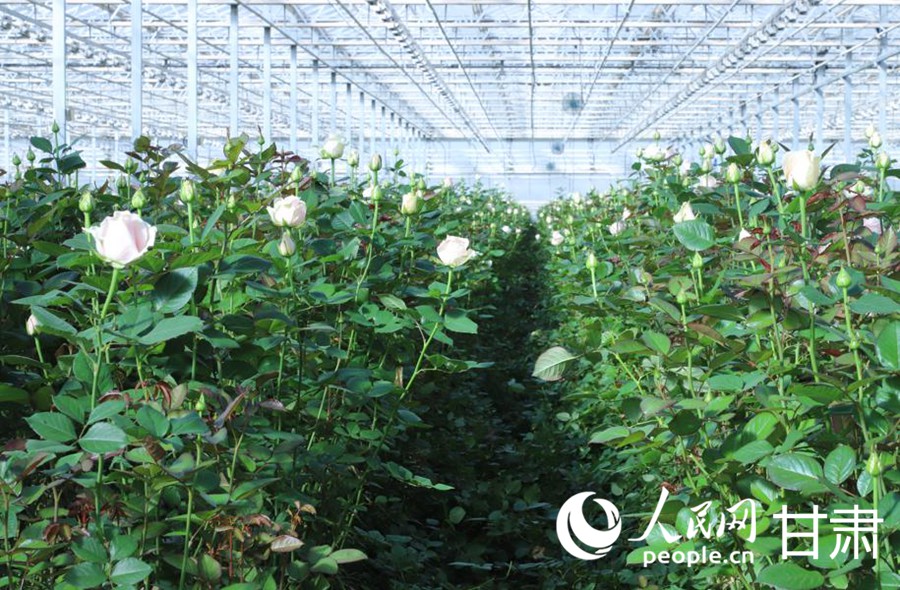 蘭州新區現代農業示范園區鮮花溫室。人民網記者 米媛攝