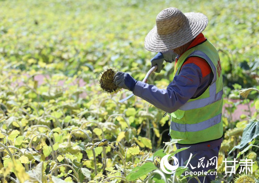 在蘭州新區史喇口鄉村旅游區，工人正在收油葵。人民網記者 米媛攝
