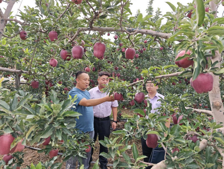 廿鋪村花牛蘋果長勢良好。溫璐璐攝