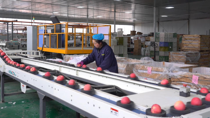 靜寧蘋果篩選車間。王輝攝