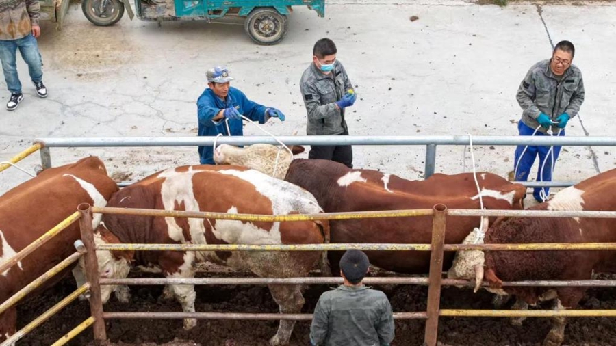 肉牛出欄。榆中縣委宣傳部供圖
