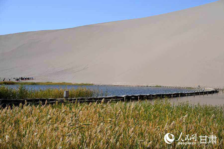 甘肅敦煌：駝鈴悠悠 大漠秋景醉游人【3】