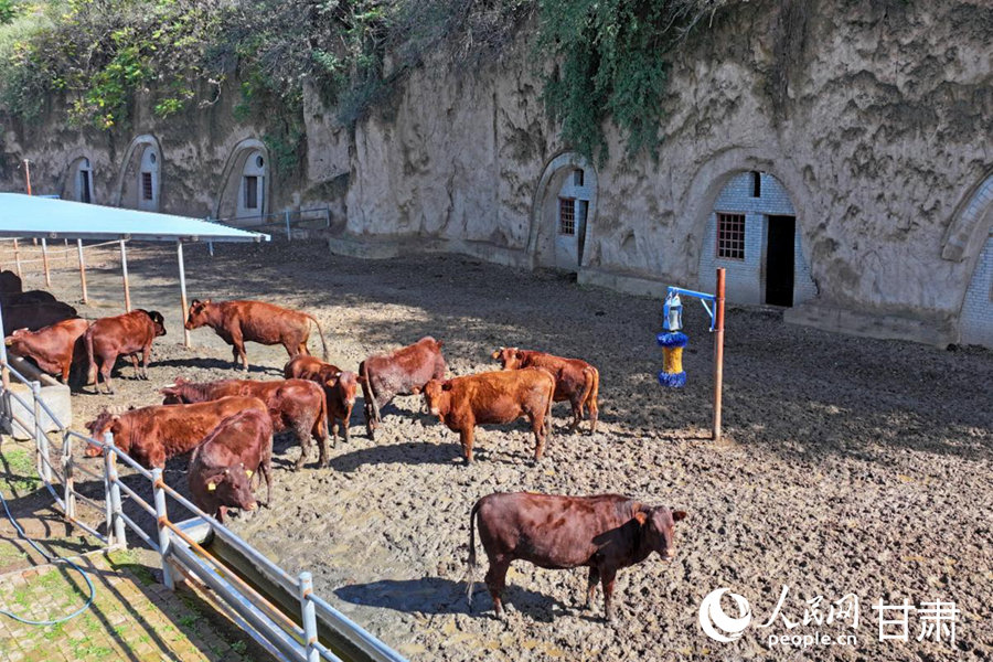 在黃寨鎮甘莊村，改造一新的窯洞牛舍。人民網記者 焦隆攝