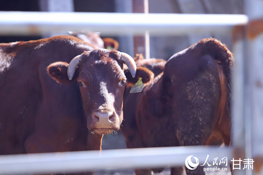 黃寨鎮甘莊村的窯洞牛舍前，一頭頭平涼紅牛毛色光亮、體態健碩。人民網記者 米媛攝