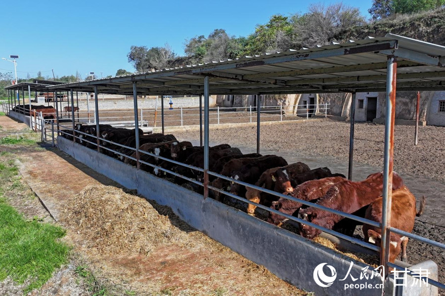 黃寨鎮甘莊村的窯洞養牛示范點。人民網記者 焦隆攝