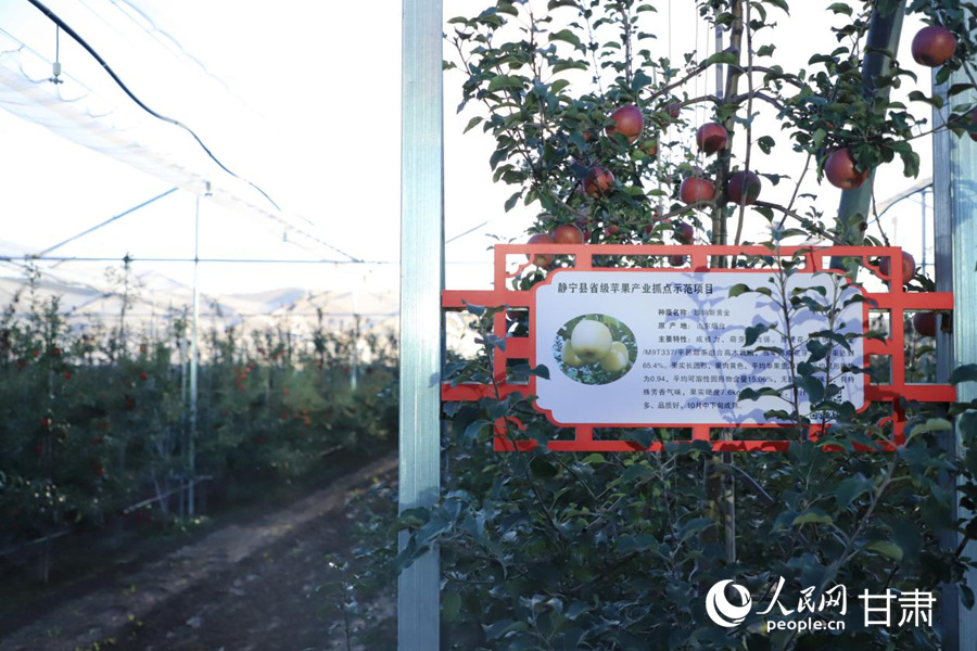 靜寧蘋果良種苗木組培繁育中心的苗木大棚。人民網記者 米媛攝