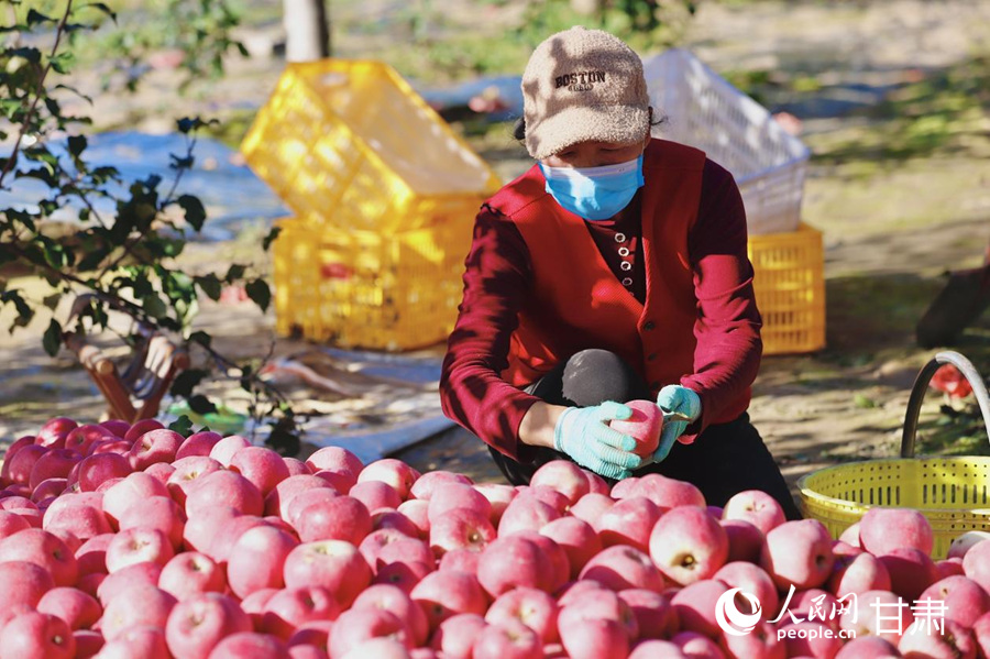 靜寧縣雷大鎮果園里，果農分揀蘋果。人民網記者 焦隆攝