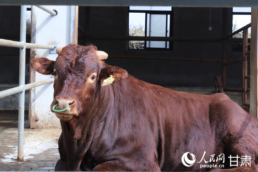 涇川縣 “平涼紅?！备叨擞蕡龅姆N牛。人民網記者 米媛攝